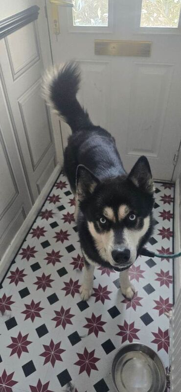 Siberian Husky puppies for sale in Bulwell, Nottinghamshire – 3 years old