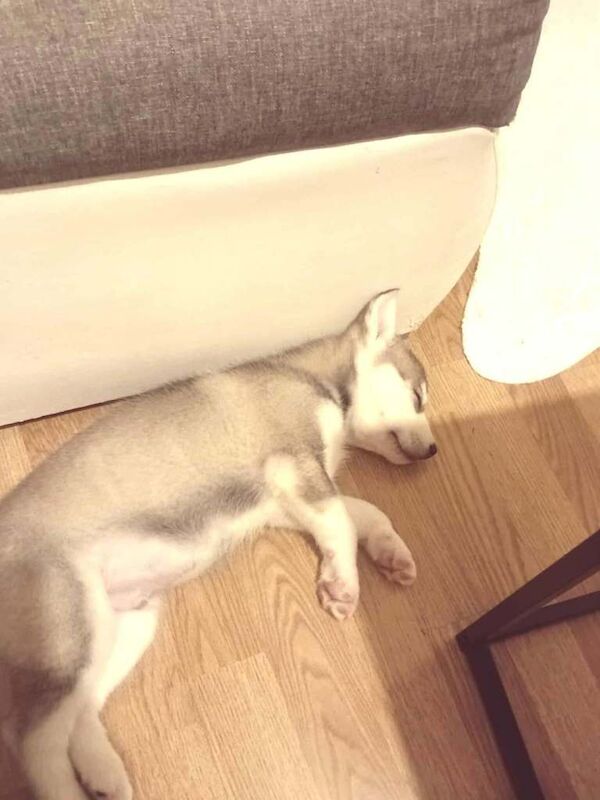 Siberian Husky puppies for sale in Newcastle upon Tyne, Tyne and Wear – 9 weeks old