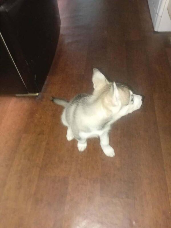 Siberian Husky puppies for sale in Newcastle upon Tyne, Tyne and Wear – 9 weeks old - Image 2 of 3