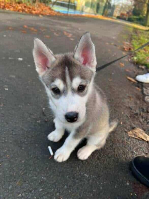 Siberian Husky puppies for sale in Newcastle upon Tyne, Tyne and Wear – 9 weeks old - Image 3 of 3