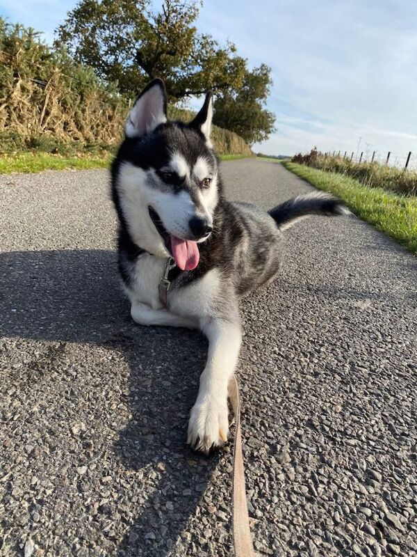 Siberian Husky puppies for sale in Tain, Ross and Cromarty – KC registered, 2 years old