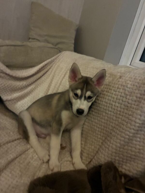 Siberian Husky puppies for sale in Rothwell, West Yorkshire – 11 weeks old