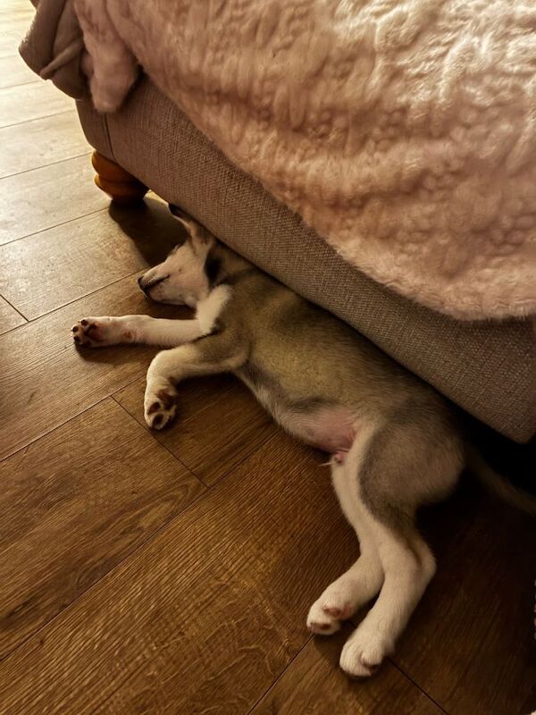Siberian Husky puppies for sale in Rothwell, West Yorkshire – 11 weeks old - Image 2 of 5