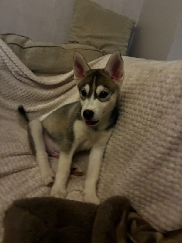 Siberian Husky puppies for sale in Rothwell, West Yorkshire – 11 weeks old - Image 3 of 5
