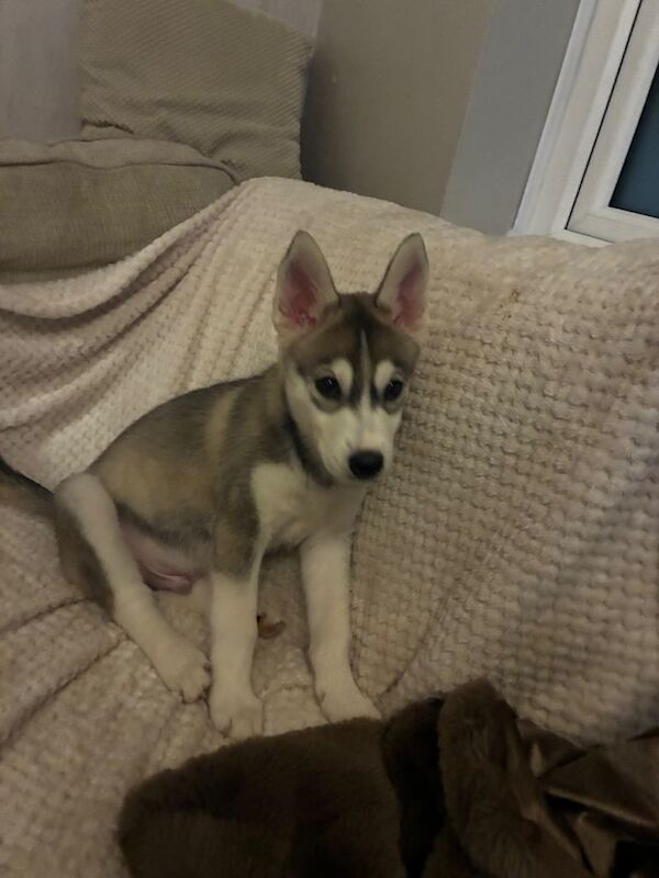 Siberian Husky puppies for sale in Rothwell, West Yorkshire – 11 weeks old - Image 4 of 5