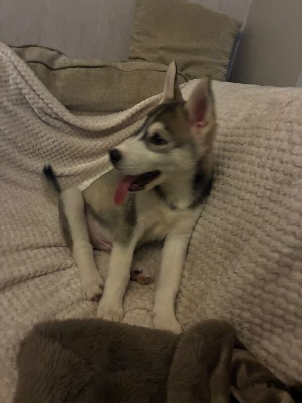 Siberian Husky puppies for sale in Rothwell, West Yorkshire – 11 weeks old - Image 5 of 5