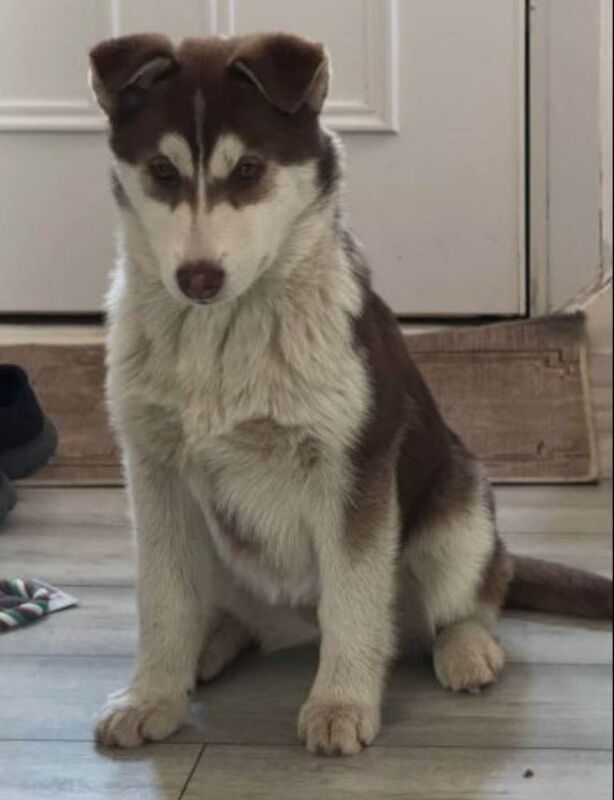 Siberian Husky puppies for sale in Wakefield, West Yorkshire – 9 weeks old