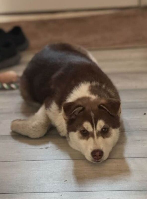 Siberian Husky puppies for sale in Wakefield, West Yorkshire – 9 weeks old - Image 2 of 3