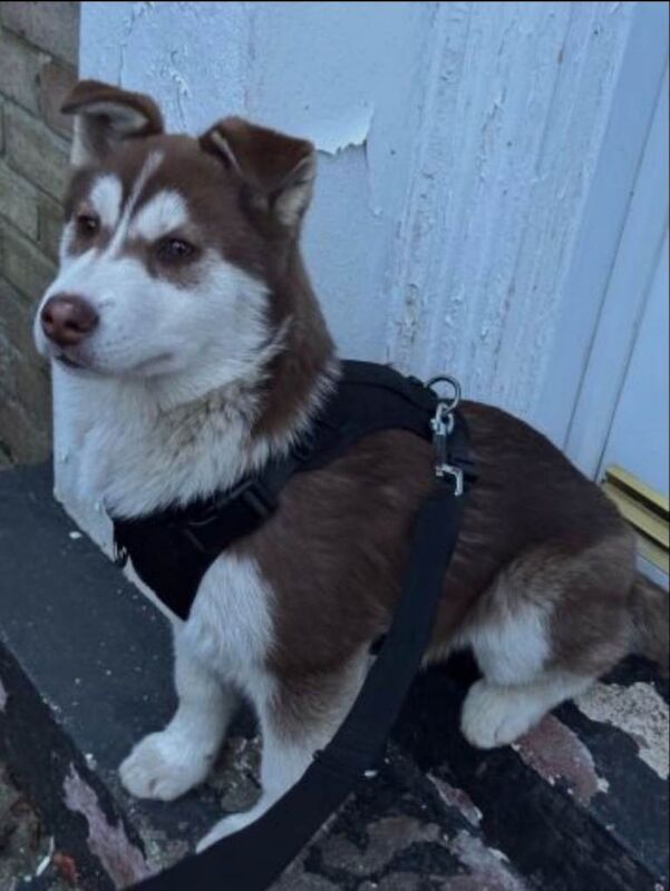 Siberian Husky puppies for sale in Wakefield, West Yorkshire – 9 weeks old - Image 3 of 3