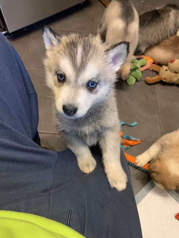 Siberian Husky puppies for sale in Pontypool, Torfaen – 7 weeks old
