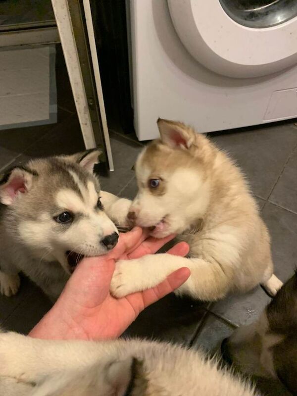 Siberian Husky puppies for sale in Pontypool, Torfaen – 7 weeks old - Image 3 of 4
