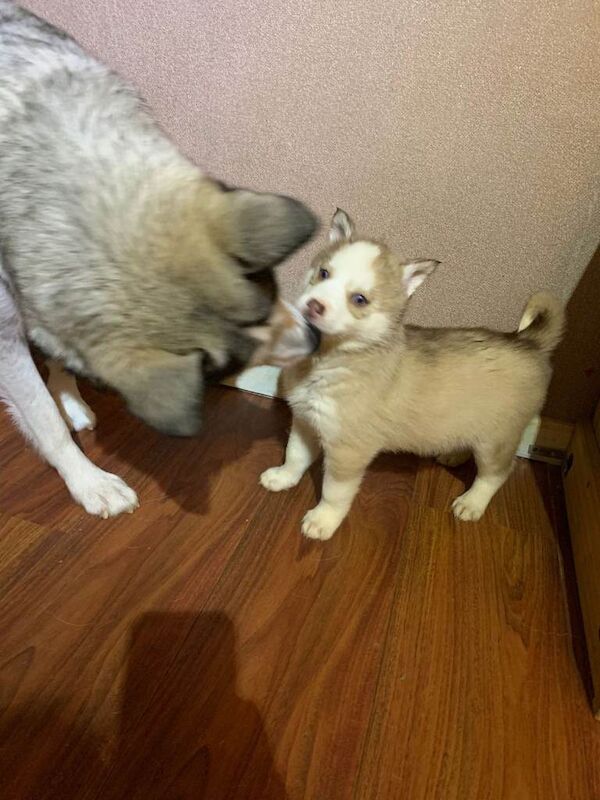 Siberian Husky puppies for sale in Pontypool, Torfaen – 7 weeks old - Image 4 of 4