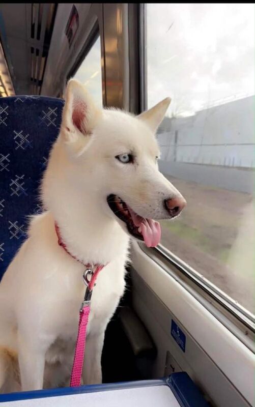 Siberian Husky puppies for sale in Penicuik, Midlothian – 6 years old