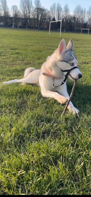 Siberian husky - Image 2 of 2