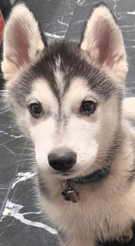 Husky Puppies For Sale
