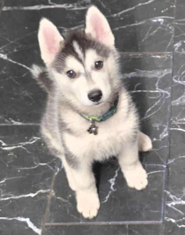 Siberian husky - Image 2 of 3