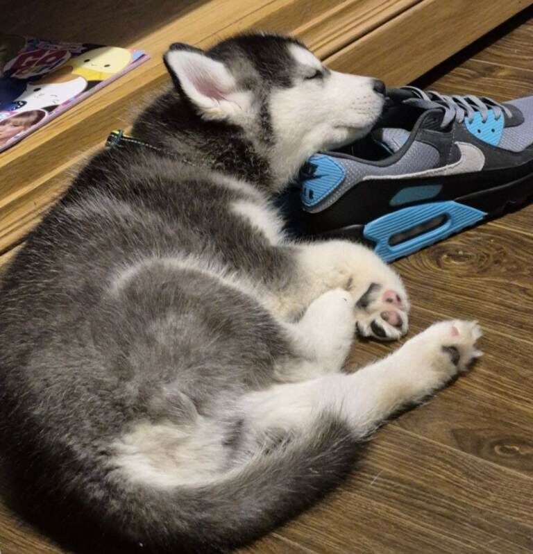 Siberian husky - Image 3 of 3