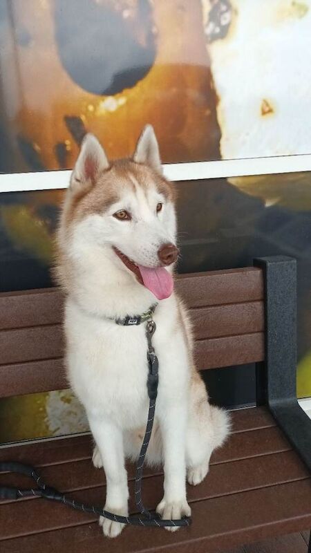 Husky Puppies For Sale