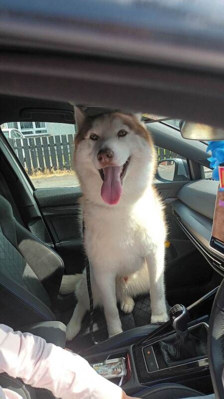 Siberian husky - Image 2 of 3