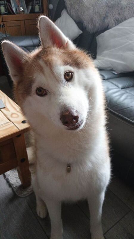 Siberian husky - Image 3 of 3