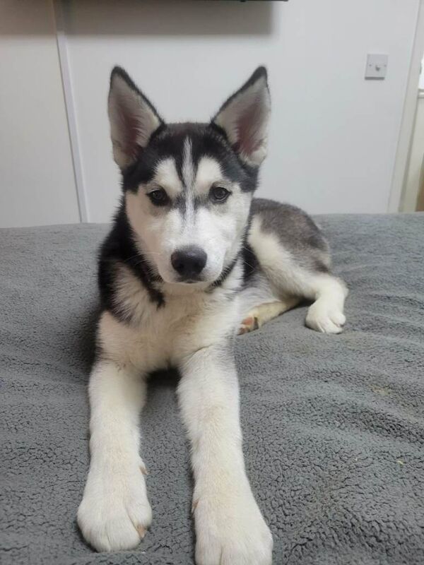 Siberian husky