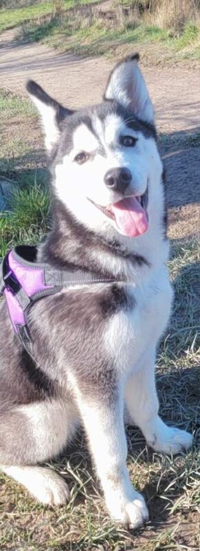 Siberian husky - Image 2 of 3