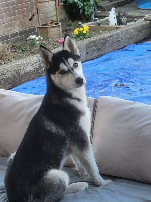 Siberian husky - Image 3 of 3