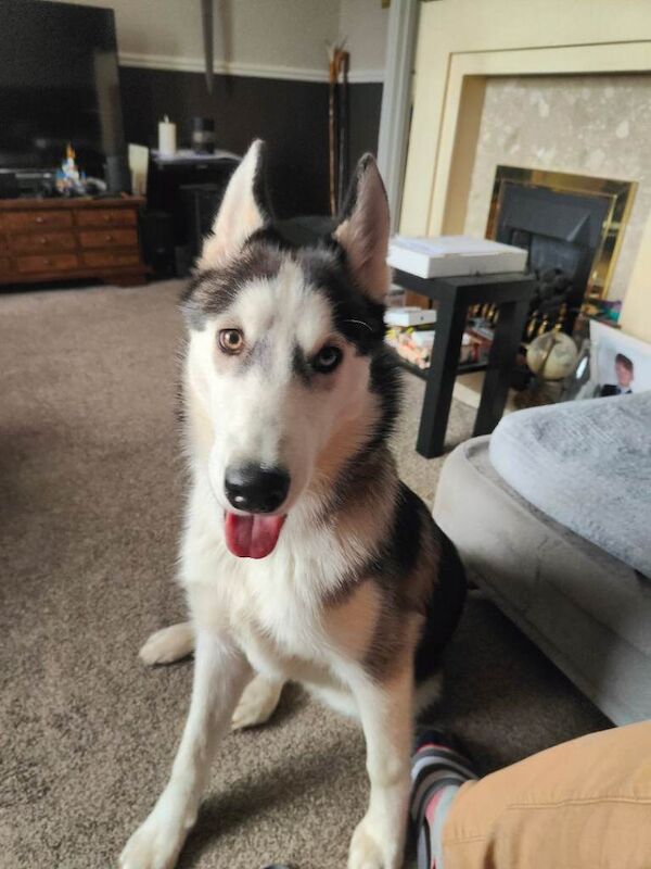 Husky Puppies For Sale