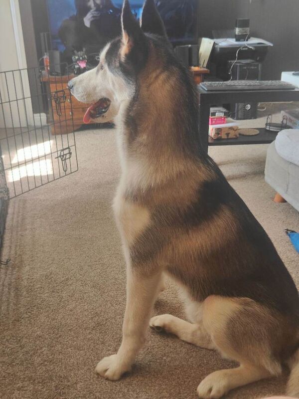 Siberian Husky 7 months old - Image 2 of 3