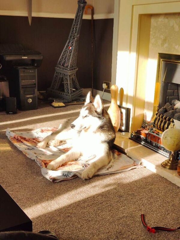 Siberian Husky 7 months old - Image 3 of 3