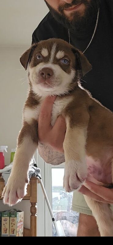 Siberian Husky puppies for sale in Seven Sisters, Greater London – 7 weeks old