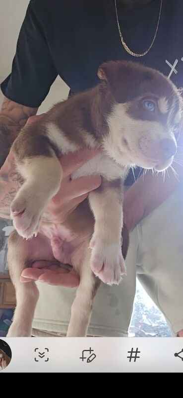 Siberian Husky puppies for sale in Seven Sisters, Greater London – 7 weeks old - Image 2 of 3