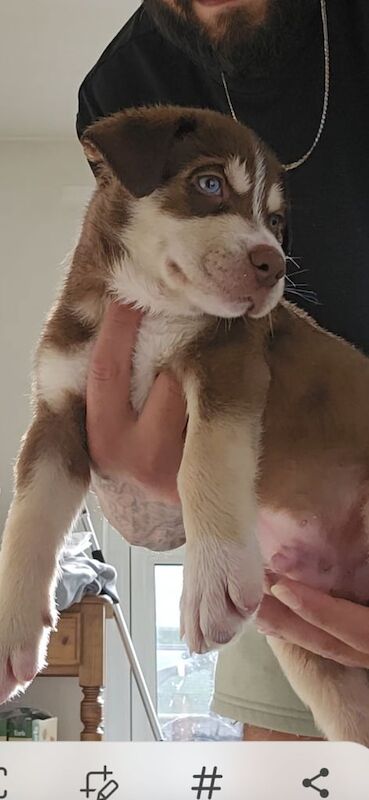 Siberian Husky puppies for sale in Seven Sisters, Greater London – 7 weeks old - Image 3 of 3