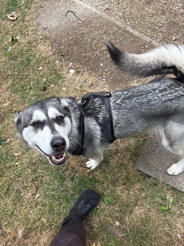 Siberian Husky puppies for sale in Norwood Green, Greater London – 1 year old