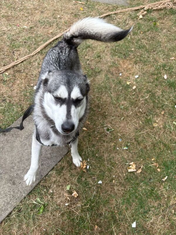 Siberian Husky puppies for sale in Norwood Green, Greater London – 1 year old - Image 2 of 3