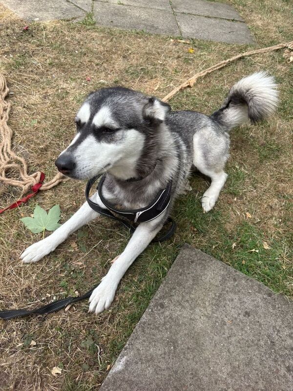 Siberian Husky puppies for sale in Norwood Green, Greater London – 1 year old - Image 3 of 3