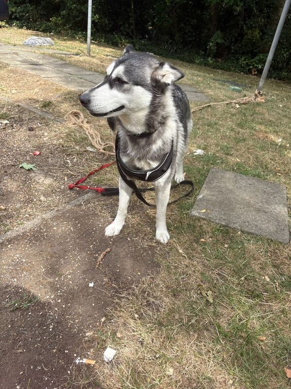 Siberian Husky puppies for sale in Norwood Green, Greater London – 1 year old