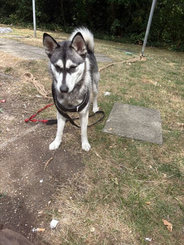 Siberian Husky puppies for sale in Norwood Green, Greater London – 1 year old - Image 2 of 3