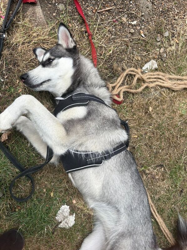 Siberian Husky puppies for sale in Norwood Green, Greater London – 1 year old - Image 3 of 3