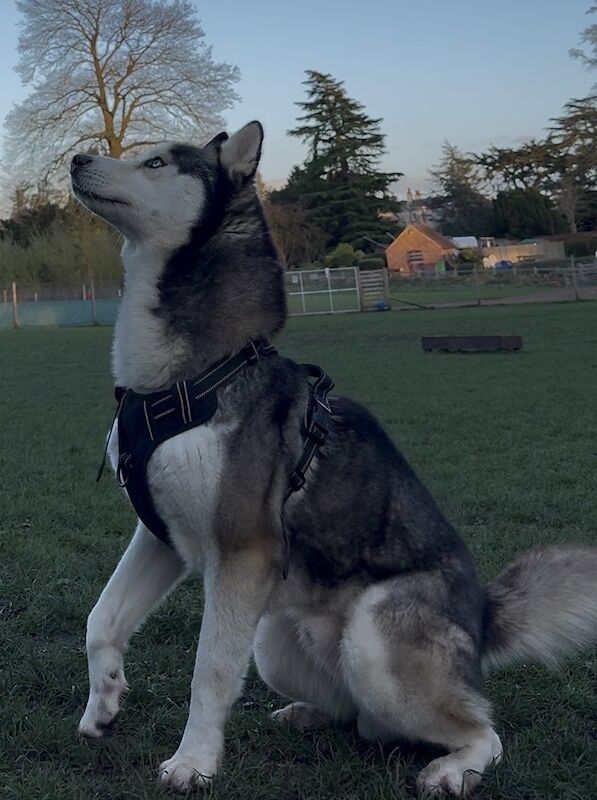 Siberian Husky for sale