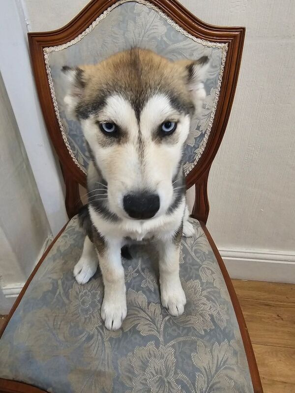 Siberian Husky puppies for sale in Bradford, West Yorkshire – 3 months old - Image 2 of 2