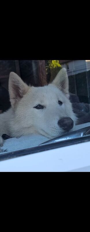 Siberian Husky puppies for sale in Beeston, Nottinghamshire – 10 months old