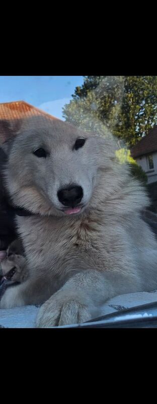 Siberian Husky puppies for sale in Beeston, Nottinghamshire – 10 months old - Image 2 of 3