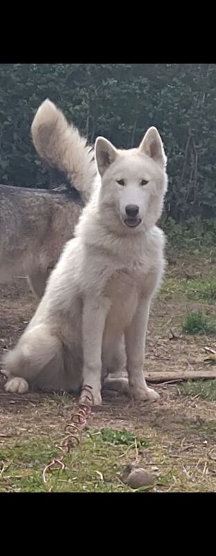 Siberian Husky puppies for sale in Beeston, Nottinghamshire – 10 months old - Image 3 of 3