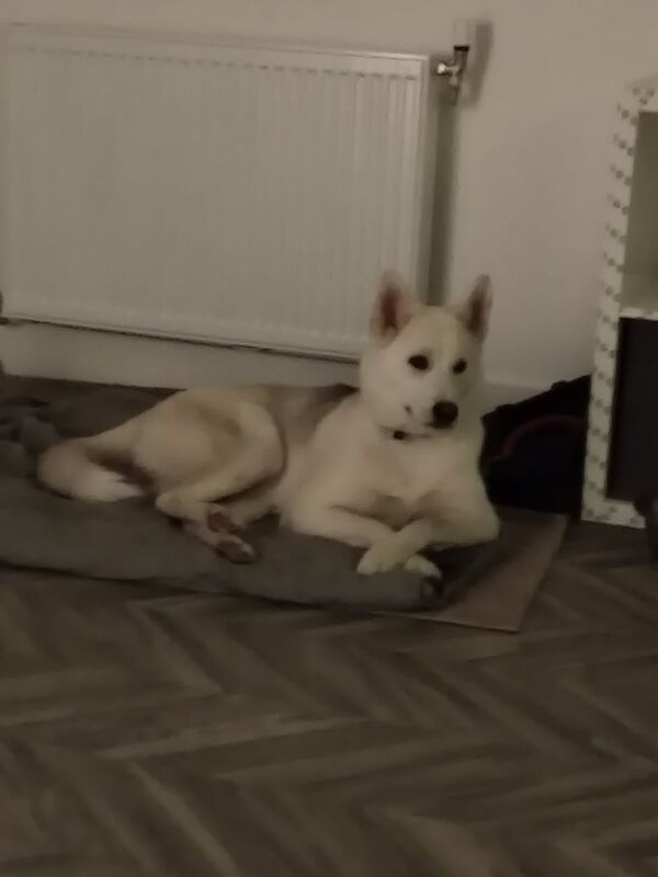 Siberian Husky puppies for sale in London – 1 year old - Image 2 of 3