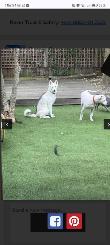 Siberian Husky puppies for sale in London – 1 year old - Image 3 of 3