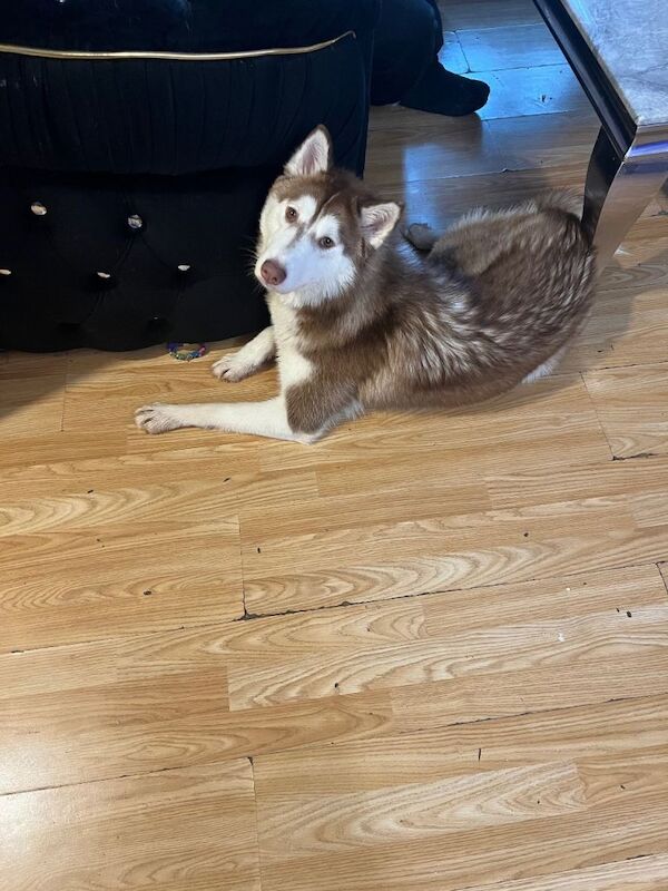 Siberian Husky for sale