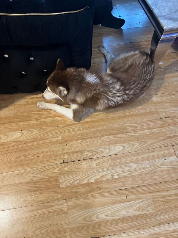 Siberian Husky for sale - Image 2 of 2