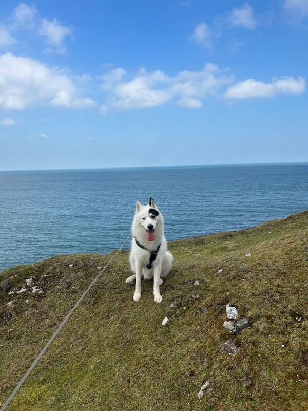 Siberian husky for sale