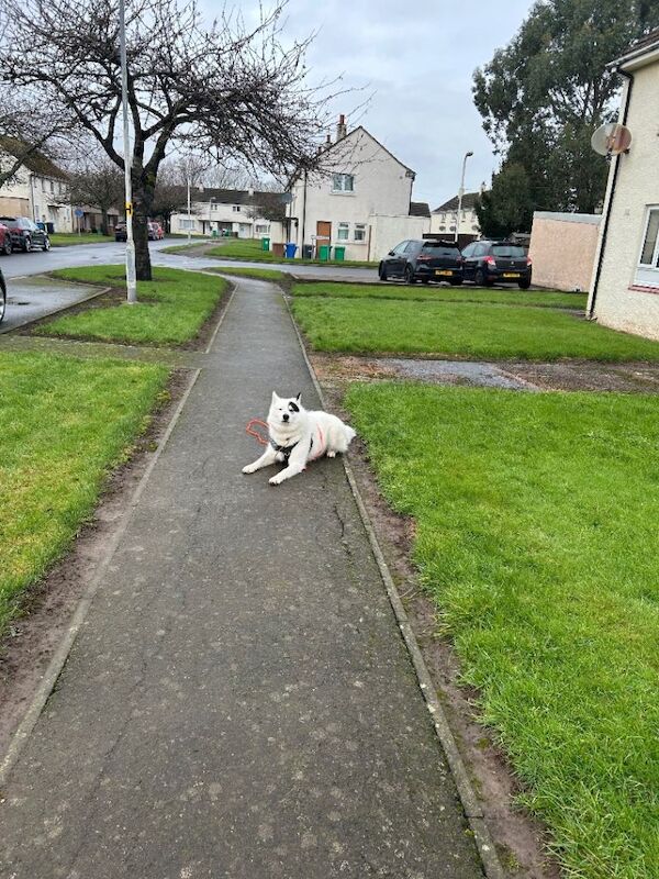 Siberian husky for sale - Image 2 of 6